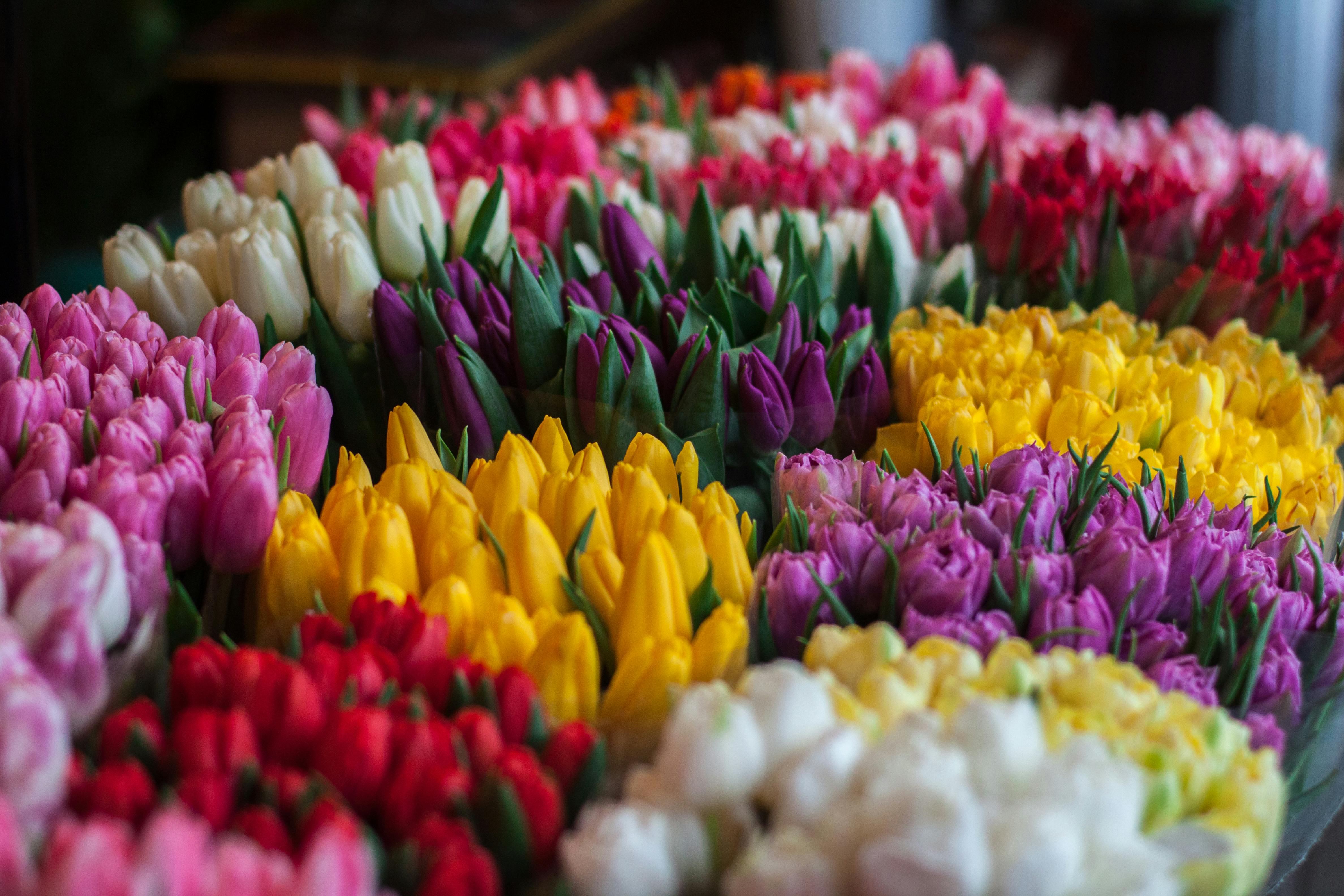 Flower Collection